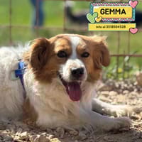 GEMMA, cane femmina da adottare