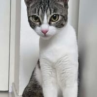 SABRA, chatte à adopter