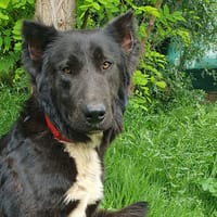 ROVER, perro en adopción