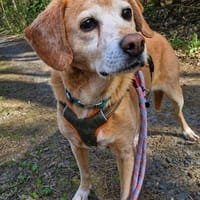 Tiffy sucht ein Zuhause, Hündin zur Adoption