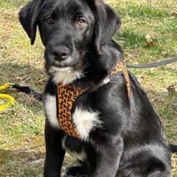 Labrador Mix Hans, Hund zur Adoption