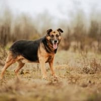 Oldie, verschmuster Hundeopi, ca. 11 J, Hund zur Adoption