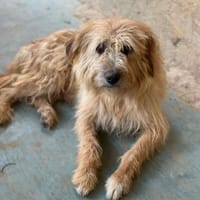 Fritzi, vorsichtiges Kämpferherz, ca. 3, Hund zur Adoption