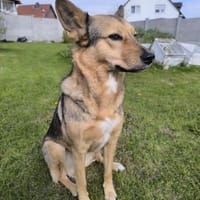 Maja sucht ein erfahrenes Zuhause, Hündin zur Adoption