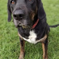 Leo 💗 wartet in 84524 Neuötting, Hund zur Adoption