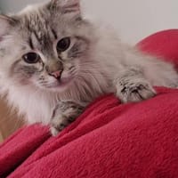 Mao Siam/Sibirian Mix Kater, Kater zur Adoption