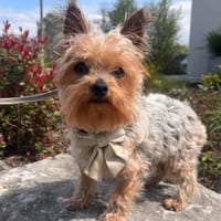 Süße Molly möchte eine Familie, Hündin zur Adoption