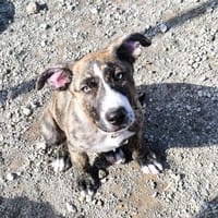 Argos, Hund zur Adoption