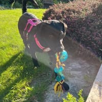 🐾 Seydi sucht ihr Für-immer-Zuhause 🐾, Hündin zur Adoption