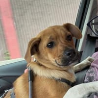 Jax sucht sein Zuhause, Hund zur Adoption