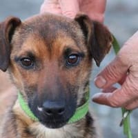 Pom - zutraulich u. verspielt, Hund zur Adoption