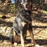 Lille - wundervolle Hundedame, Hündin zur Adoption