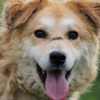 Bailey - hübscher, aufgeweckter Rüde, Hund zur Adoption