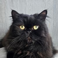 Nero, Kater zur Adoption
