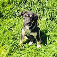 Frieda sehr menschenbezogen, Hund zur Adoption