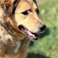 Abby sucht ihr Zuhause, Hündin zur Adoption