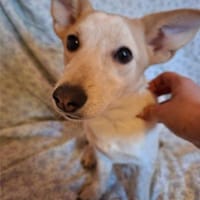 Mézi, ruhiges Seelchen, ca. 8 Monate, Hündin zur Adoption