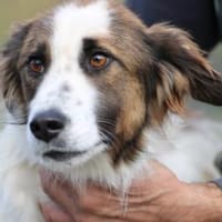 Tamas - unkomplizierter Jungrüde, Hund zur Adoption