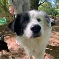 Bootsmann sucht seine Menschen, Hund zur Adoption