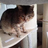 Gandalf der zahnlose Graue, Kater zur Adoption