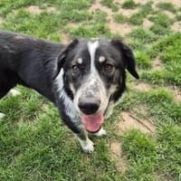 BALU - aufgeweckter, junger Rüde, Hund zur Adoption