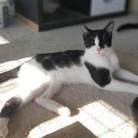 Isabella, neugieriges Katzenkind, 11M, Katze zur Adoption