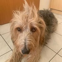 Barlo ❤ muss leider umziehen, Hund zur Adoption