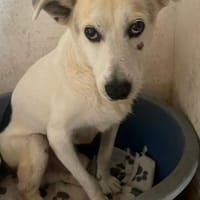 Lenny ❤ wartet in 45239 Essen, Hund zur Adoption