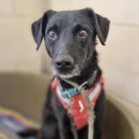 Alva sucht ein Zuhause, Hündin zur Adoption