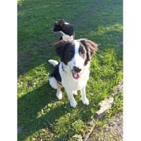 Alma - wartet in 99310 Arnstadt, Hündin zur Adoption