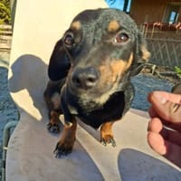 Csiperke, zauberhafte Kämpferin, ca. 2 J, Hündin zur Adoption