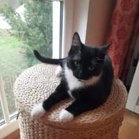 Musti Freundliches Katzenmädel, Katze zur Adoption