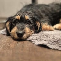 Zara sucht ein Zuhause, Hündin zur Adoption