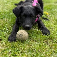 🐾 Erna sucht ihr Für-immer-Zuhause, Hündin zur Adoption