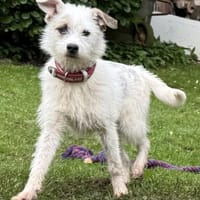 Nussini Terriermix / PLZ 82284, Hündin zur Adoption
