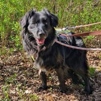 Nika sucht ein Zuhause, Hündin zur Adoption