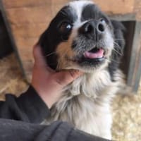 Ede, verschmuster kleiner Rüde, ca. 2 J., Hund zur Adoption