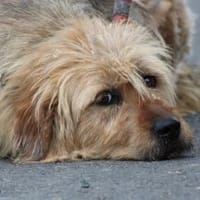 Bamboo - zutraulich u. kinderlieb, Hündin zur Adoption