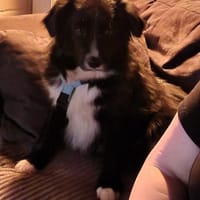 Anca wartet in 21789 Wingst, Hündin zur Adoption