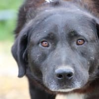 Douce - ❤❤sehr verspielt u. kinderlieb, Hund zur Adoption