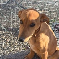 Attila, Hündin zur Adoption