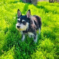 Darko einfach nur lieb und nett, Hund zur Adoption