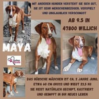 💕Maya 💕 sucht ihre Familie, Hündin zur Adoption