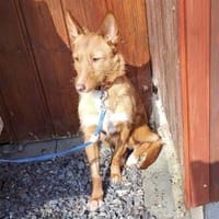 NICKI ❤  zerbrechlich, leise, tapfer, Hündin zur Adoption