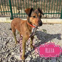 Verspiele kleine Rizza wartet, Hündin zur Adoption