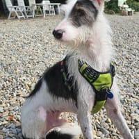 Keks sucht seine 2te Chance, Hund zur Adoption