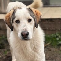 LEOPOLD - aufgeweckt, freundlich, sozial, Hund zur Adoption