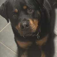 Rocko - Vermittlungshilfe, Hund zur Adoption