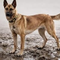 Creo sucht sein Traumzuhause, Hund zur Adoption