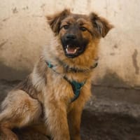 Lexino sucht sein Für-immer-Zuhause, Hund zur Adoption